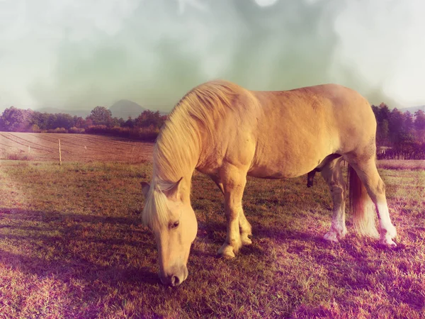 Filtr abstrakcyjny. Koń na trawiastym polu trawiastym. — Zdjęcie stockowe