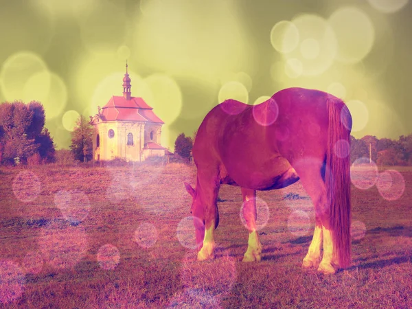 Betande häst på äng på abstrakt bakgrund — Stockfoto