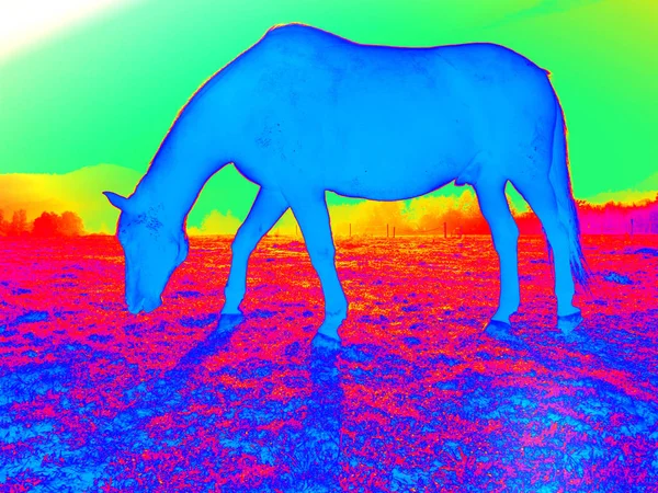 Kvällen på betesmark med betande häst, mörk himmel — Stockfoto
