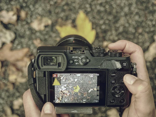 Donna turistica scattare la foto di foglie gialle sotto gli alberi — Foto Stock