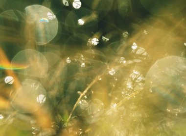 Yağmur sırasında çimenleri su damlalarıyla takip et. Soyut makro 