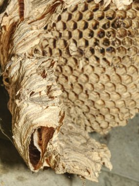 Vespiary. Yaban arıları polist Bahçe evde. 