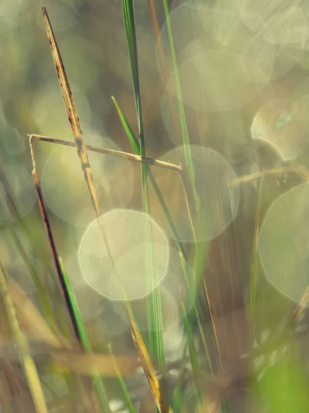 Luz de la mañana sobre flores silvestres en el prado cubierto de rocío — Foto de Stock