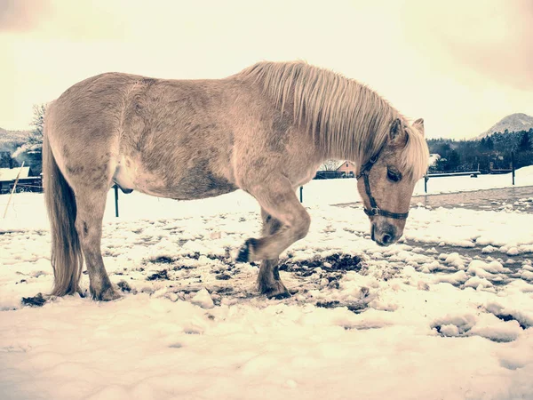 Kışın karlı çayırlarda otlayan uzun yeleli beyaz at. — Stok fotoğraf