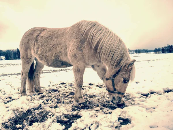 Bílý kůň na zimní louce. Mokrý špinavý kůň — Stock fotografie