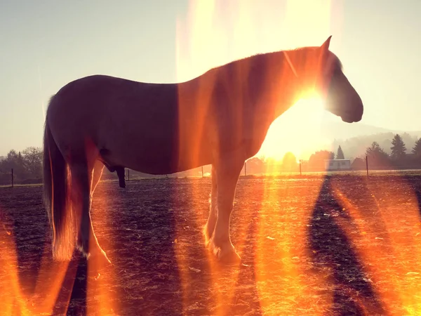 Cavallo stilizzato nel prato . — Foto Stock