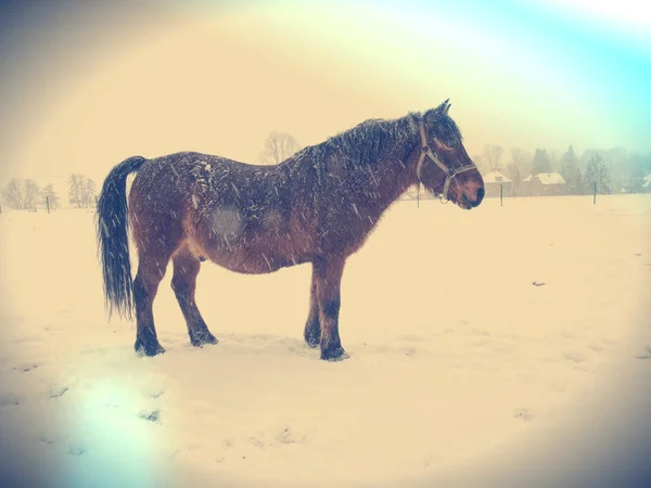 在一个悲伤的冬天，那匹马在雪地的牧场里 — 图库照片
