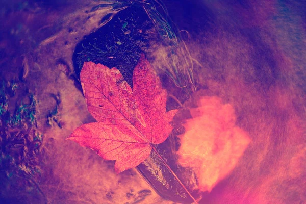 Plovoucí podzimní javorový list na vodě — Stock fotografie
