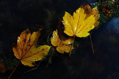 Ağaçları çevreleyen nehir. Işık orman birikintisinde yankılanır.