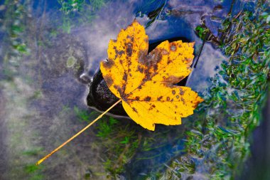 Sonbahar parkı ağaçları ve nehir kıyısında düşen sonbahar yaprakları.