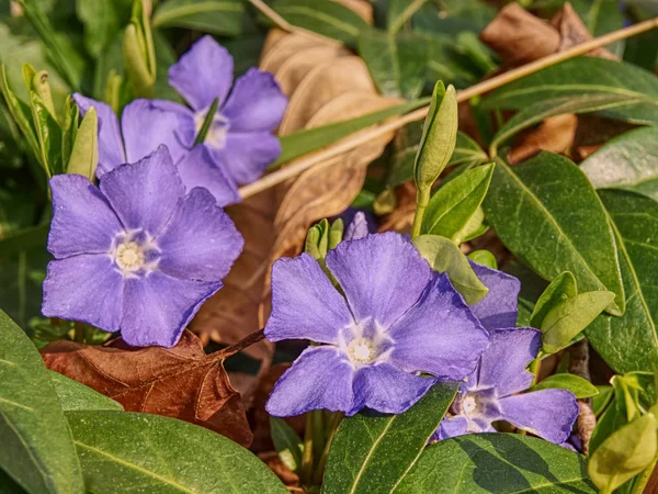 Kleine blauwe bel bloemen in vers gras — Stockfoto