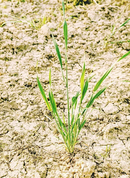 Campo seco com solo e caules secos de milho — Fotografia de Stock