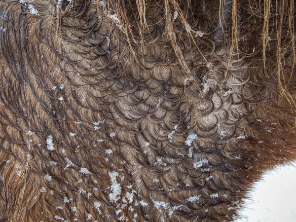 Кучеряве хутро в зимовому конячому волоссі. Вологі волосся зі снігом — стокове фото