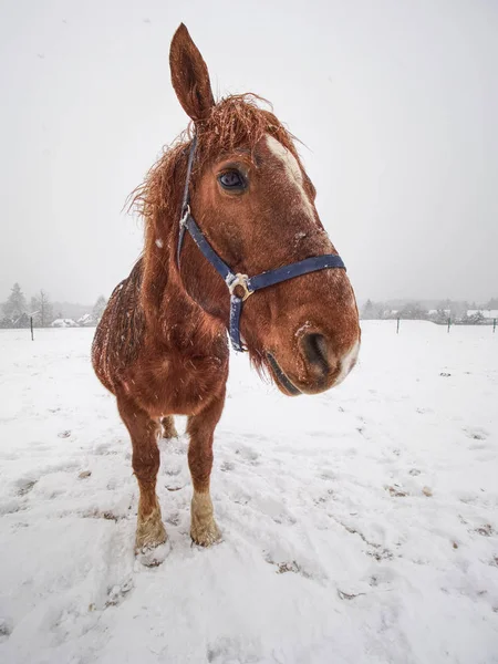 Close view to horse standing in a snow blizzard — ストック写真