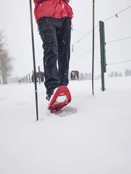 Karada kar ayakkabısı yürüyüşü. Çiftlik sahasında aktif doğa yürüyüşleri — Stok fotoğraf
