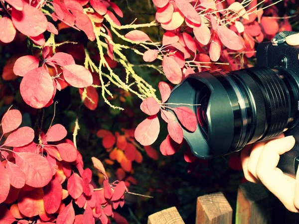 Kamera in der Nähe roter Herbstblätter, um beeindruckende Fotos zu machen — Stockfoto