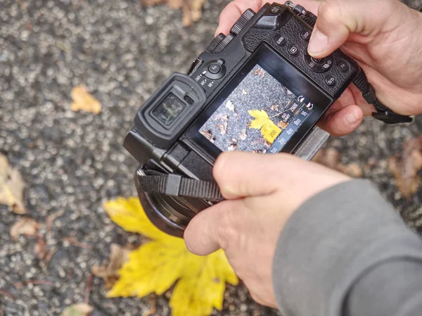 Some colorful leaves fallen on the ground in front of camera lens — Stock Photo, Image