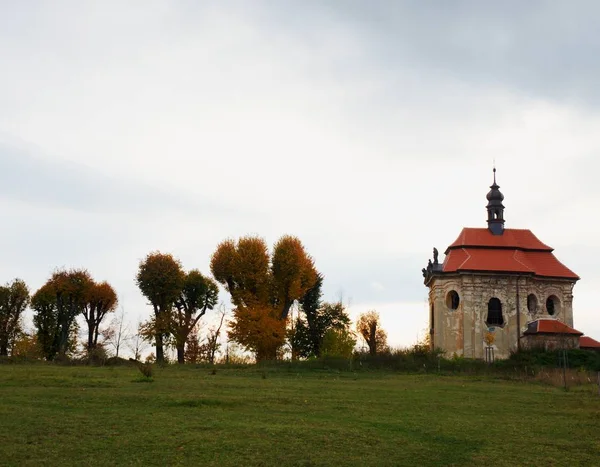 Régi, kivágott fák sikátora a hegytetőn. Megújuló tető — Stock Fotó