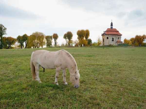 Atlar sonbahar mevsiminde şapelin önünde çayırlarda otluyor. — Stok fotoğraf