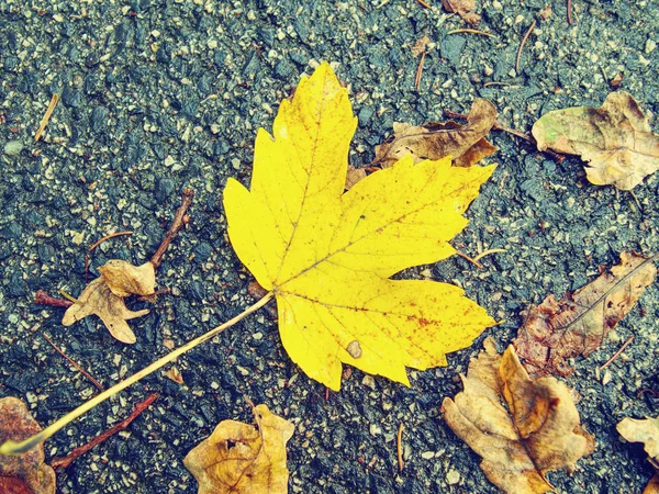 Hora de Outono dourado. Folha de bordo amarela na superfície do asfalto . — Fotografia de Stock