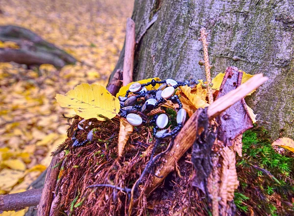 Romantisk Fortfarande Höst Skog Träd Stubbe Med Krans Pärlor Halsband — Stockfoto