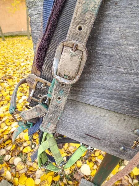 鉛と馬の避難所、背景に黄色の葉を持つデスク — ストック写真