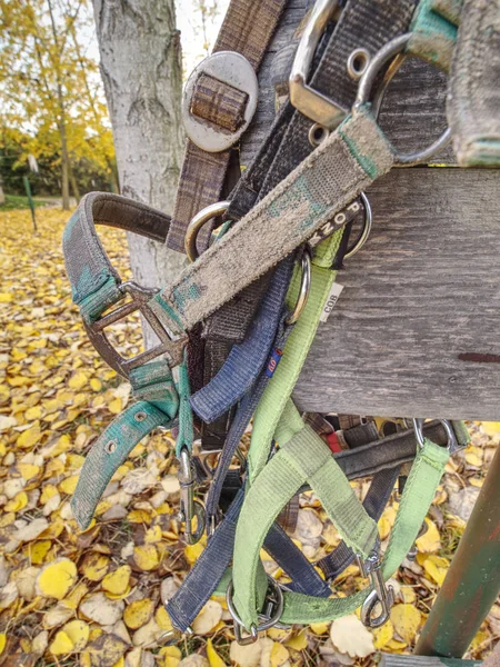 Häst headhaltrs och nylon leder hängande od trä planka — Stockfoto