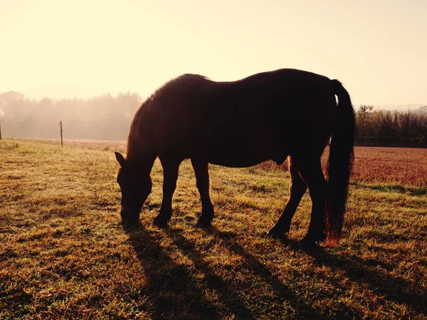 10月の牧草地の朝の霧の馬 — ストック写真