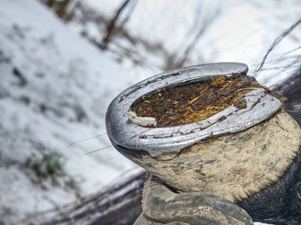 Borttagning av slitna hästskor inom snö i bakgrunden — Stockfoto