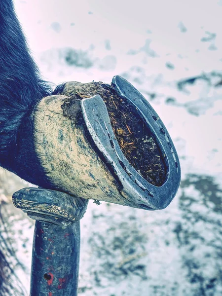 Old wornout rusted horseshoe lying on snow.