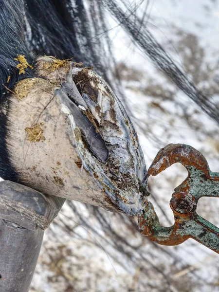 詳細に削除馬の靴。定期的な馬の足のケア — ストック写真