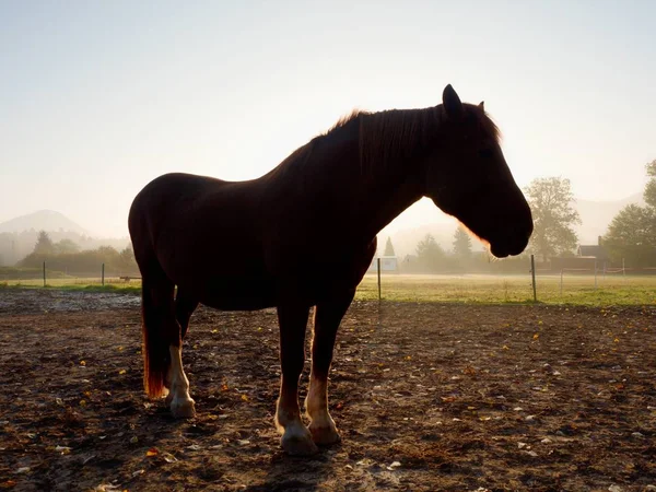 Lindo caballo tranquilo en la luz del sol de la mañana —  Fotos de Stock