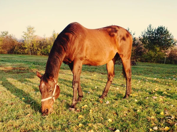 Hästar på grönt fält tidigt dimmig morgon. — Stockfoto