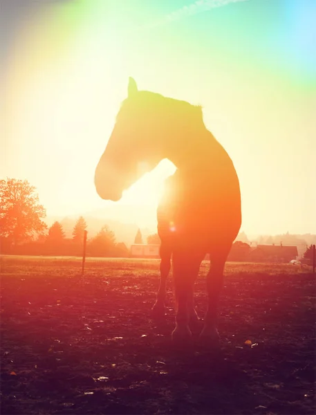 Abstrakt kamera effekt av en häst på en jordbruksmark. — Stockfoto