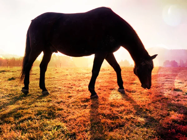 Волшебный луг с лошадью — стоковое фото