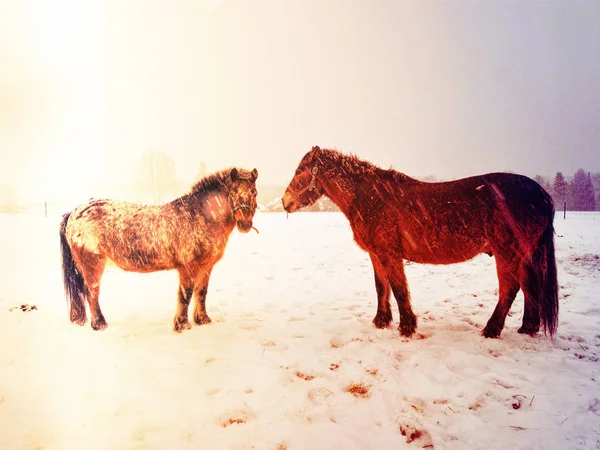 Cheval sur prairie de printemps essayer de trouver des tiges pour le pâturage . — Photo