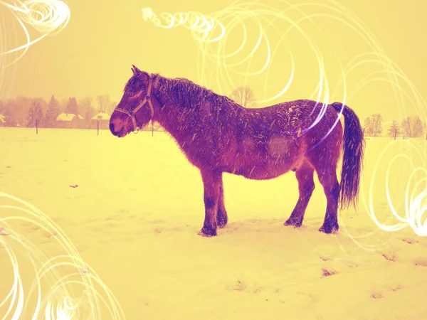 Grasso pony e cavallo con pelliccia calda nella giornata invernale — Foto Stock