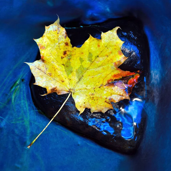 Kolorowy jesień zostawia płynący potok leśny. Liść klonu — Zdjęcie stockowe