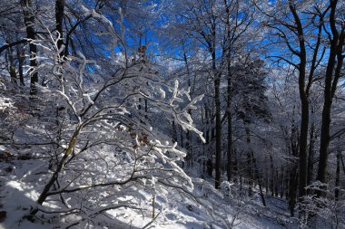 Karlı bir yamacı ve büyüyen ağaçları olan kış manzarası. 