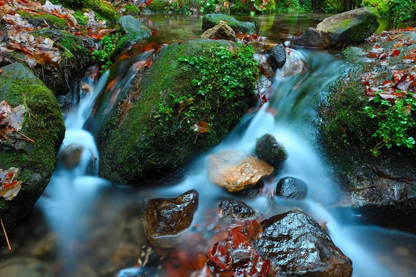 Liten bäck vattenfall i en vacker lövskog — Stockfoto