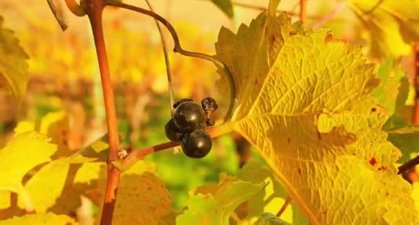 Παγωμένο Κρασί Πιο Γλυκό Κρασί Είναι Από Σταφύλια Τεμαχισμένα Grapevine — Αρχείο Βίντεο