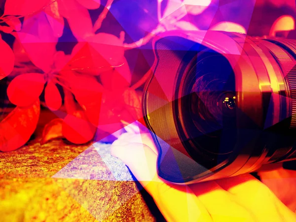 Fotografo tenere la fotocamera vicino a foglie autunnali rosse — Foto Stock