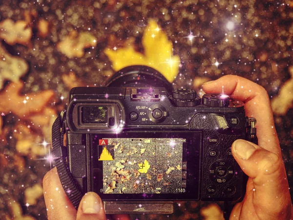 Foglie colorate sullo sfondo della fotocamera stile vintage . — Foto Stock