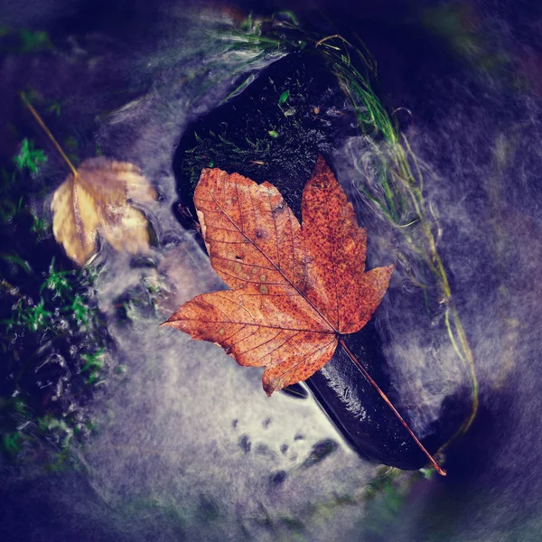 Kolorowe liście są typowym symbolem jesieni w przyrodzie. Sezon jesienny — Zdjęcie stockowe