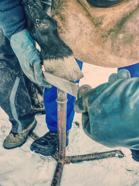 Las manos de herrero se adaptan a la herradura de caballo — Foto de Stock