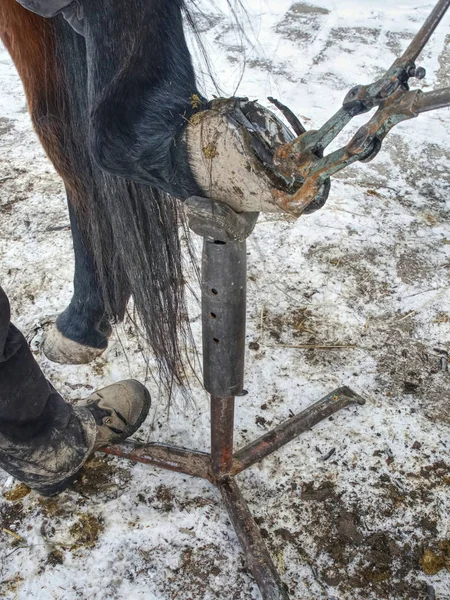 Farrier trimming ceratin from horse hoof. Danger traditional job. — Stock Photo, Image