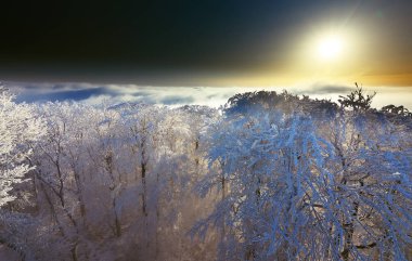 Yukarıdan en iyi ladin görüntüsü.