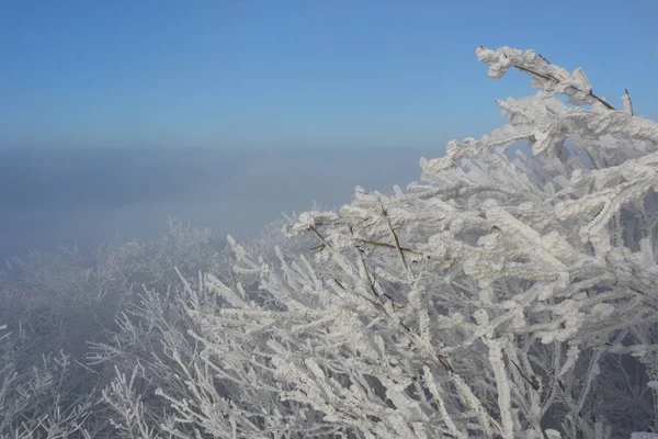 Crowns of frozen trees covered with frost