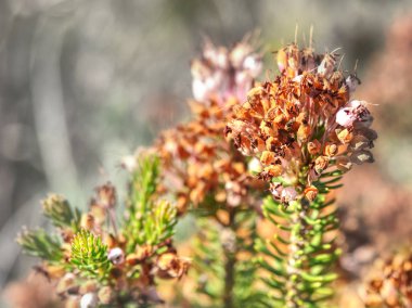 Kuru tohumlar ve çalı çırpı çiçeği. Ayrıntı
