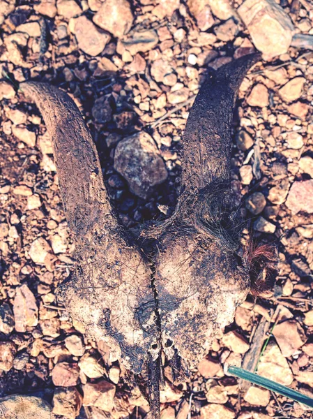 Caveira de cabra deitada em cascalho de deserto — Fotografia de Stock